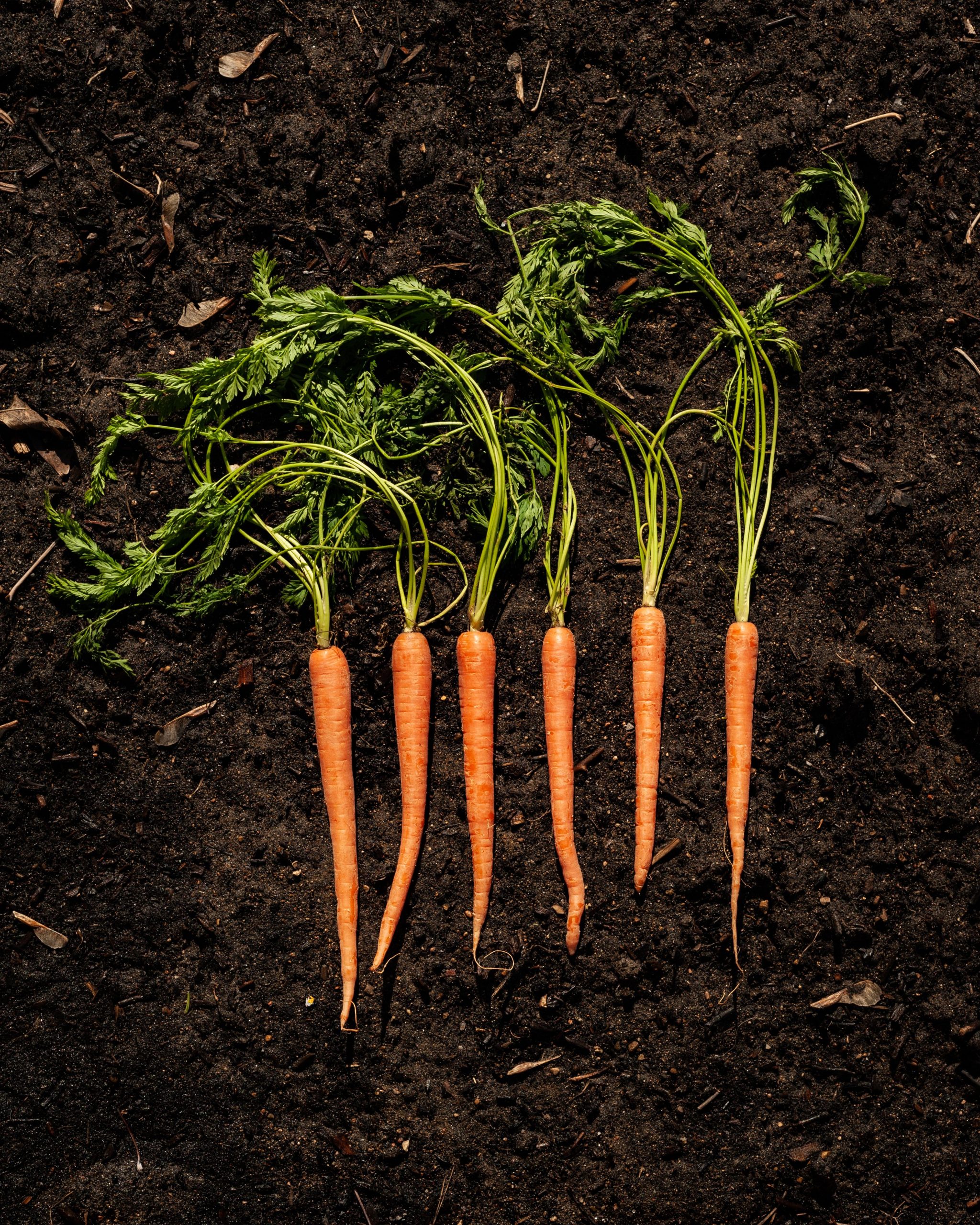 Carrots On Earth (1)